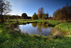 Weiher der Ortsgemeinde Wirschweiler im Naturpark Saar-Hunsrück